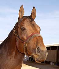 Top Zia Park Horses Announced Top Zia Park Horses Announced