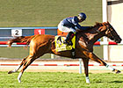 Personal Diary Pens Del Mar Oaks Surprise Personal Diary Pens Del Mar Oaks Surprise