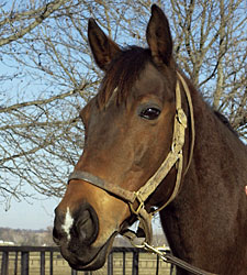 Racing Icon Personal Ensign Dead Racing Icon Personal Ensign Dead