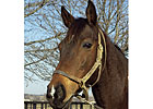 Racing Icon Personal Ensign Dead