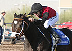 Persuasive Paul Captures Turf Paradise Derby Persuasive Paul Captures Turf Paradise Derby