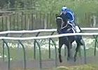 Royal Ascot - Peter Moody and Black Caviar