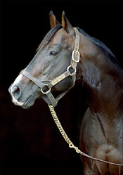 New York Stallion Phone Trick Dead New York Stallion Phone Trick Dead