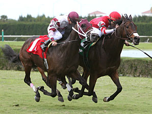 Full Fields for Tropical Turf & My Charmer