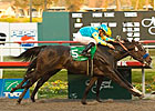 Pioneerof the Nile Growing Sire's Status Pioneerof the Nile Growing Sire's Status