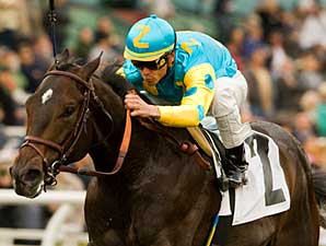 Pioneerof the Nile Strong 'Felipe Choice Pioneerof the Nile Strong 'Felipe Choice