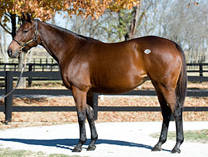 Uncle Mo's Dam Goes for $1.65 Million Uncle Mo's Dam Goes for $1.65 Million