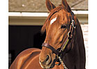 Blog: Best Derby Starter Who Didn't Win Blog: Best Derby Starter Who Didn't Win