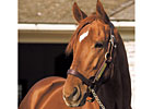 Point Given Relocated to Calumet Farm
