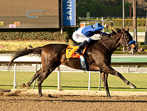 Points Offthebench Takes Top Cal-Bred Honors Points Offthebench Takes Top Cal-Bred Honors
