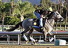 Poker Player Could Be a Big Deal in Juv. Turf Poker Player Could Be a Big Deal in Juv. Turf