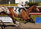 Pomeroys Pistol Fires for Young Sire Pomeroys Pistol Fires for Young Sire