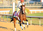Tarrant With Loaded 'Pistol' in Breeders' Cup