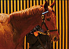 Dubawi Filly Paces Arqana February Sale Dubawi Filly Paces Arqana February Sale
