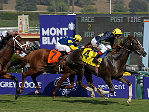 Gutsy Drive Gives Pounced the Juvenile Turf Gutsy Drive Gives Pounced the Juvenile Turf