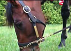 Preakness: Orb Grazes Preakness Morning