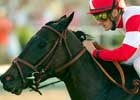 Precious Kitten Claws Out Another Win in Palomar Precious Kitten Claws Out Another Win in Palomar