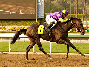 Premier Pegasus Undergoes Surgery Premier Pegasus Undergoes Surgery
