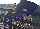 OTTB Spotlight: Prime Cut OTTB Spotlight: Prime Cut