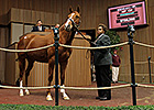 Potesta, Princess Arabella Bring Big Prices Potesta, Princess Arabella Bring Big Prices