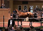 Fasig-Tipton November Sale Wrap 2014 Fasig-Tipton November Sale Wrap 2014