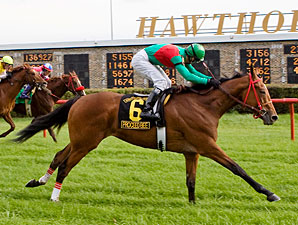 Proceed Bee Stings Hawthorne Derby Field Proceed Bee Stings Hawthorne Derby Field