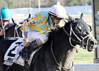 Prospective to Stand at Ocala Stud Prospective to Stand at Ocala Stud