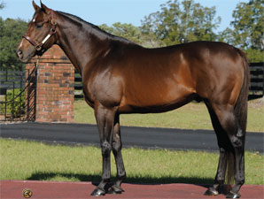 Freshman Sire Proud Accolade Euthanized Freshman Sire Proud Accolade Euthanized