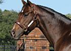 Freshman Sire Proud Accolade Euthanized