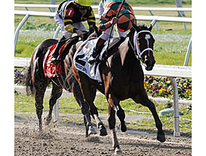 Proud Spell Nominated to Triple Crown Proud Spell Nominated to Triple Crown