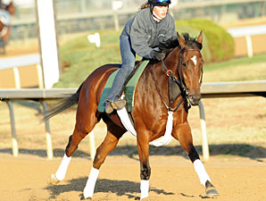 Proviso Strong in Gallop Out at Churchill Proviso Strong in Gallop Out at Churchill