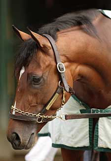 Prussian Installed 3-1 Favorite for Juvenile Turf Prussian Installed 3-1 Favorite for Juvenile Turf