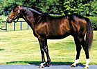 Claiborne Farm Announces 2009 Stud Fees Claiborne Farm Announces 2009 Stud Fees