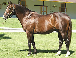 Claiborne Stallion Pulpit Dies Claiborne Stallion Pulpit Dies