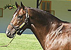 Claiborne Stallion Pulpit Dies Claiborne Stallion Pulpit Dies