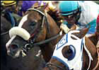 Bordonaro High Weight in Contentious Crosby Bordonaro High Weight in Contentious Crosby