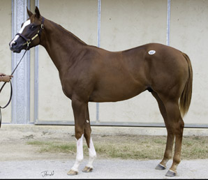 Median Rises at F-T Texas Sale; Gross Plunges Median Rises at F-T Texas Sale; Gross Plunges