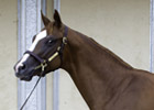Median Rises at F-T Texas Sale; Gross Plunges Median Rises at F-T Texas Sale; Gross Plunges
