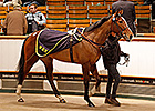Gains Continue on Third Day at Tattersalls Gains Continue on Third Day at Tattersalls