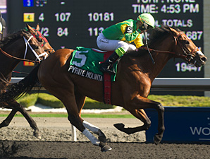 Champ Uncaptured Collared in Woodbine Return Champ Uncaptured Collared in Woodbine Return