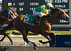 Champ Uncaptured Collared in Woodbine Return Champ Uncaptured Collared in Woodbine Return