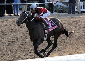 Pyro, Cool Coal Man Top Blue Grass Noms Pyro, Cool Coal Man Top Blue Grass Noms