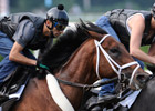 Quality Road Works Toward Gold Cup Quality Road Works Toward Gold Cup