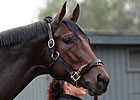 Quality Road Arrives at Belmont Park