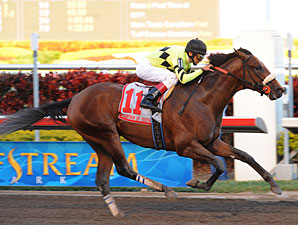 Quality Road Rolls in Fountain of Youth