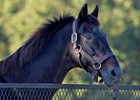 Pensioned Stallions: The Old Guard Pensioned Stallions: The Old Guard