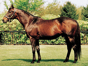 Darley Sire Quiet American Pensioned Darley Sire Quiet American Pensioned