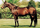Darley Sire Quiet American Pensioned Darley Sire Quiet American Pensioned