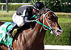 R Free Roll Aims to Tumble Sugar Swirl Rivals R Free Roll Aims to Tumble Sugar Swirl Rivals