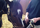 Vets Pleased with Rachel Alexandra's Progress Vets Pleased with Rachel Alexandra's Progress